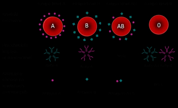 Kiedy odkryto grupy krwi? Niezwykłe fakty, które musisz znać